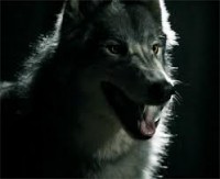 /album/jules/imagescaplthe7-jpg1/